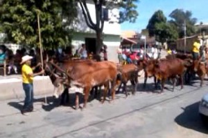 Desfile de carros de boi em Carmópolis de Minas