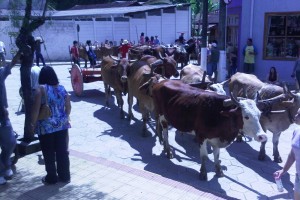 Festa de carro de boi em Gonçalves