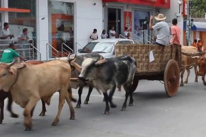 1º Encontro de Carros de Bois de Nova Serrana
