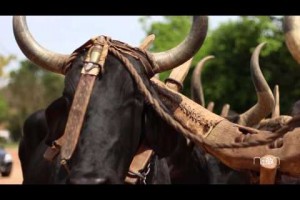 Festa de carro de boi em Soledade