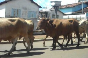 Desfile de carros de boi em Tiros