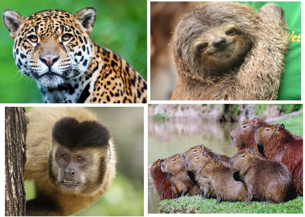 A fauna mineira : Minas é de todos nós!