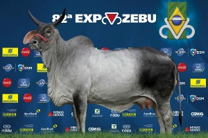 EXPOZEBU em Uberaba