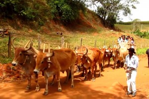 Festa de carro de boi em Abadia dos Dourados