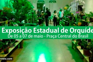 XV Exposição Estadual de ORQUÍDEAS em Curvelo