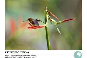 Beija-flor pequeno (Phaethornis pretrei)